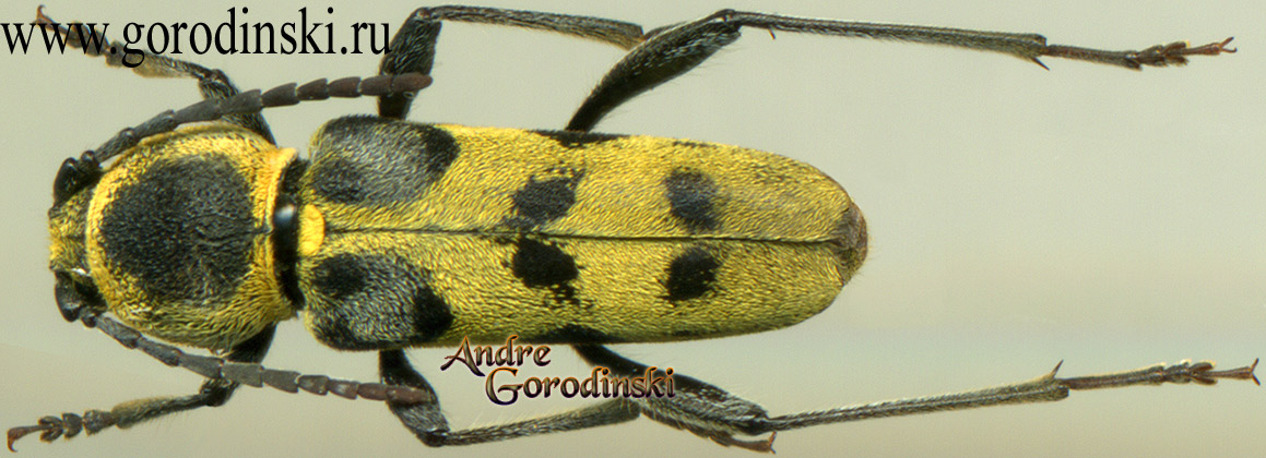 http://www.gorodinski.ru/cerambyx/Clytus validus.jpg